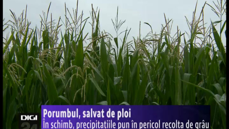 Porumbul, salvat de ploi in Bihor Imagine