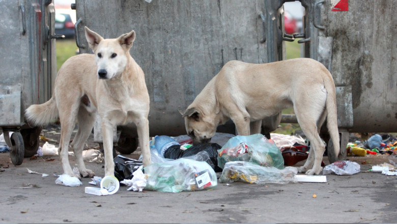 Posesorii de caini risca amenzi de pana la 5.000 de lei daca animalele nu sunt microcipate Imagine