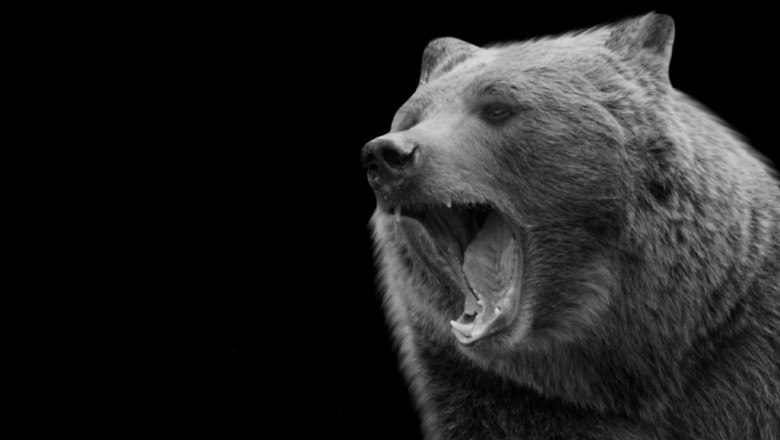 Povestea adevarata a lui „Pablo Eskobear”, ursul rapus de o supradoza de cocaina dupa ce s-a infruptat din drogurile unui contrabandist Imagine