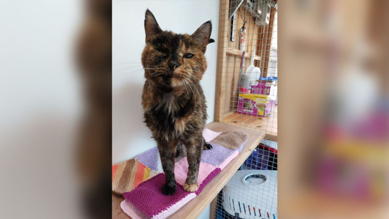 Povestea celei mai batrane pisici din lume. Primii doi proprietari au murit, iar Flossie a fost adoptata din nou la 27 de ani Imagine