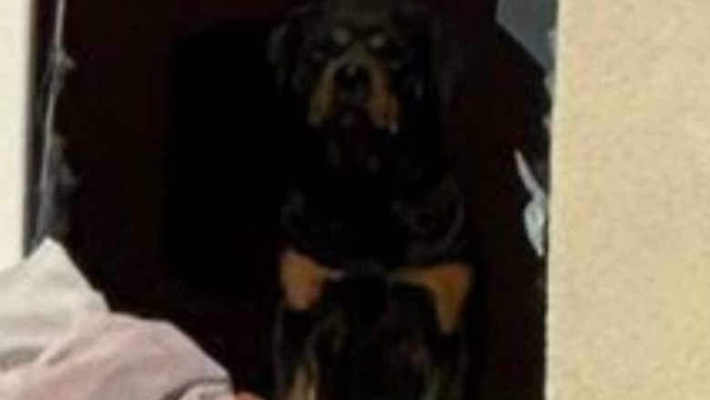 Povestea lui Jackie, cainele din Rahova care a ramas in apartamentul distrus de explozie, ca sa il apere. Cum a fost salvat animalul Imagine