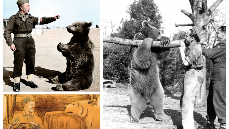 Povestea lui Wojtek: ursul „soldat” al armatei poloneze in Al Doilea Razboi Mondial Imagine