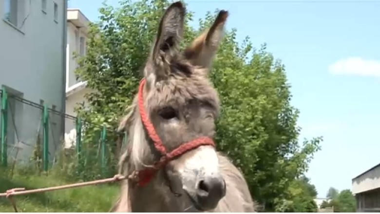 Povestea magarusului Petrica, din Marginimea Sibiului, care a ajuns la facultate la Iasi. Are o singura sarcina: sa stea cuminte Imagine