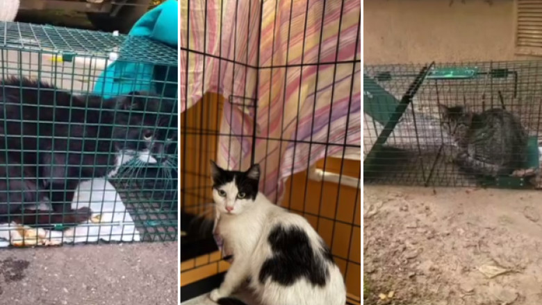 Povestile animalutelor salvate dupa explozia din Rahova. Peste 30 de suflete au fost recuperate de voluntari printr-o metoda inedita Imagine