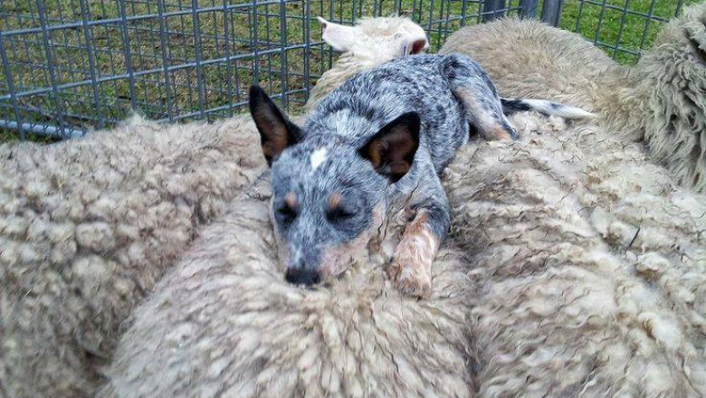 POZA ZILEI. Un caine a adormit la „locul de munca” Imagine