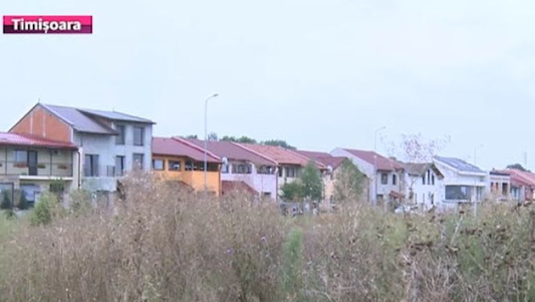 Pragul de toleranta la ambrozie, depasit de zece ori in jurul Timisoarei. Planta provoaca alergii Imagine