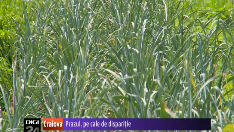 Prazul, pe cale de disparitie. In Dolj, nu se mai cultiva pe suprafete mari Imagine