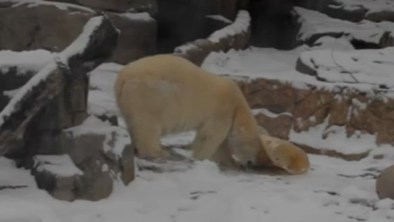 Prea frig pana si pentru ursii polari. Ursul de la gradina zoologica din Chicago a fost pus la adapost Imagine