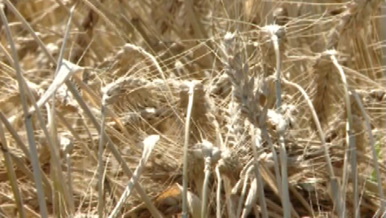 Prea multa ploaie strica recoltele Imagine