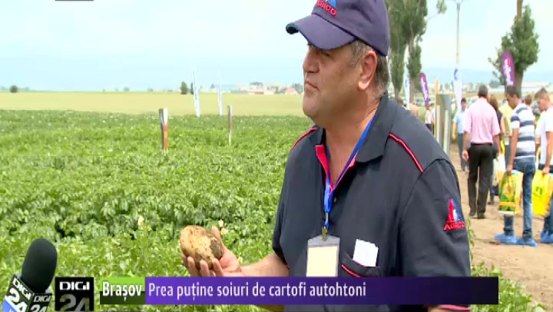 Prea putine soiuri de cartofi autohtone  Imagine