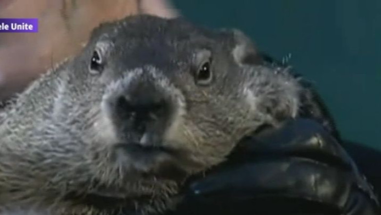 Predictia harciogului Phil: inca sase saptamani de iarna in SUA Imagine