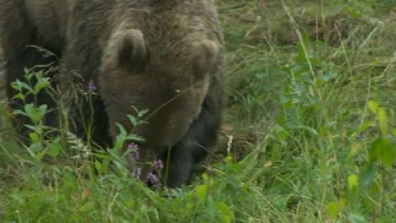 Prefectul de Covasna propune ca unii ursi sa poata fi impuscati fara aviz de la Mediu Imagine