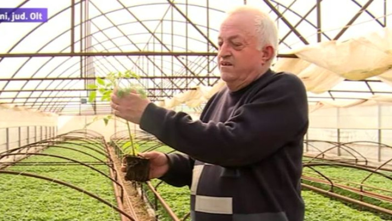 Pregatiri timpurii pentru primele rosii de Izbiceni. Acestea vor ajunge pe piata la inceputul lunii mai Imagine