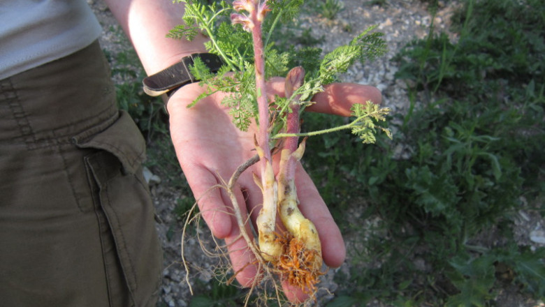 Premiera in flora tarii noastre: „Nu credeam ca in cariera mea de biolog sa am ocazia unei asemenea descoperiri” Imagine