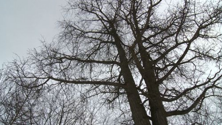 Premiera in Romania: arboristi cu diploma. „Chirurgii copacilor”, examinati la inaltime de jurati straini Imagine