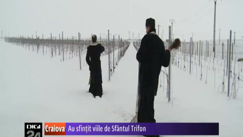 Preotii au sfintit viile de Sfantul Trifon, la Segarcea Imagine