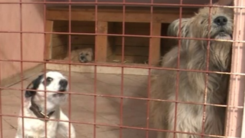 Pretul sterilizarii cainilor vagabonzi s-ar putea tripla. Colegiul Medicilor Veterinari propune o serie de analize inainte de operatie Imagine