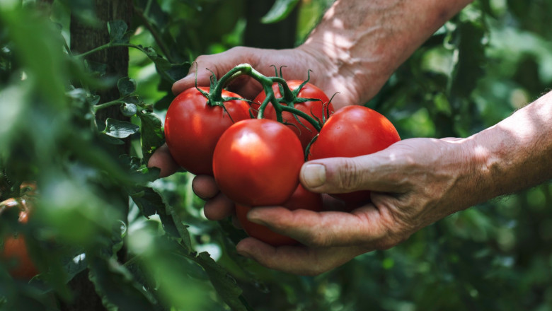 Preturi exorbitante pentru primele rosii romanesti aparute in pietele din Capitala: 50-65 lei/kilogram. „E chiar foarte scump” Imagine