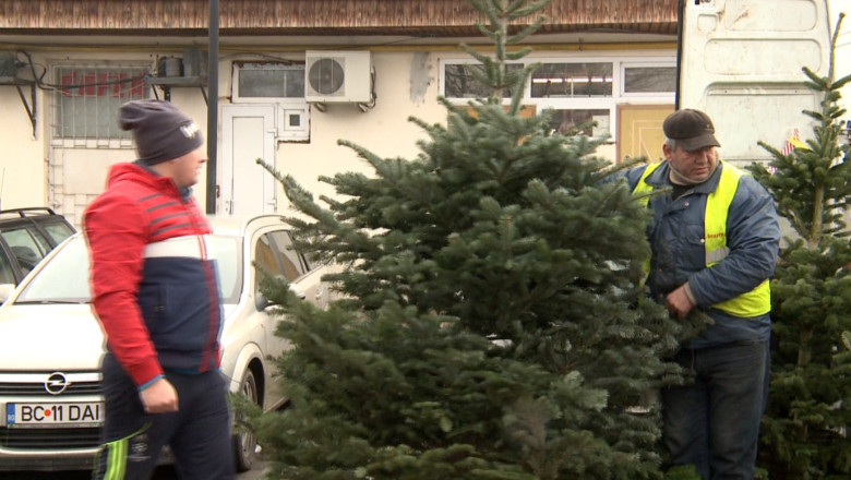 Preturi mari la brazii de Craciun. In pietele iesene, pomii costa intre 60 si 400 de lei Imagine
