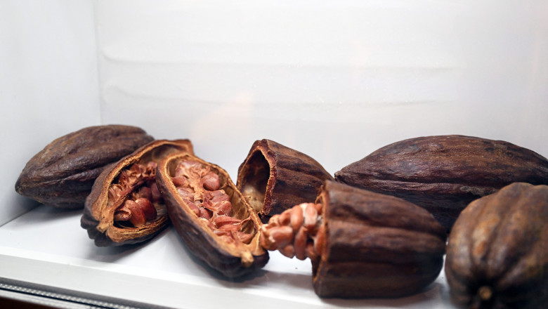 Preturile la cacao au crescut la cel mai ridicat nivel din ultimii 44 de ani Imagine