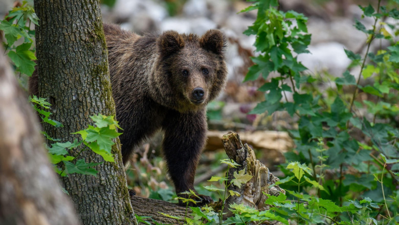 Prezenta unui urs, semnalata in Pitesti. A fost emis mesaj RO-Alert Imagine