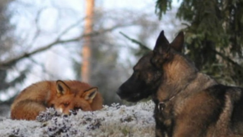 Prietenie intre un caine si o vulpe. Cei doi s-au cunoscut intr-o padure si sunt de nedespartit Imagine