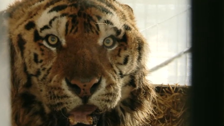 Prietenie neobisnuita intre un tigru si doi soricei Imagine