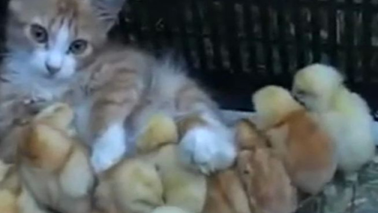 Prietenie neobisnuita: un pisoi si mai multi pui de gaina Imagine