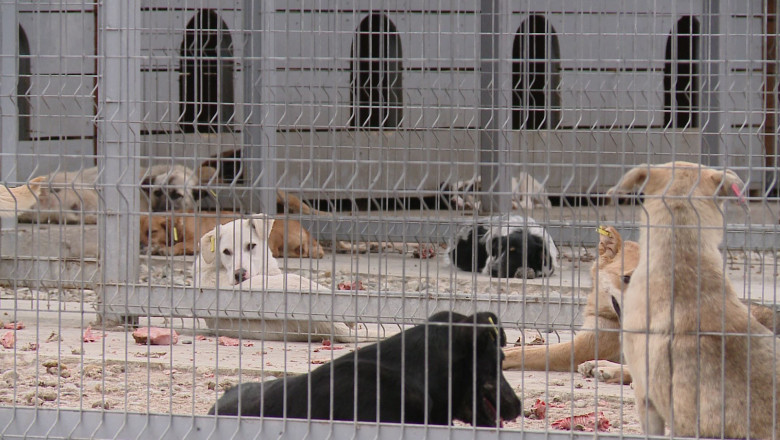 Prima adoptie la distanta a unui maidanez Imagine