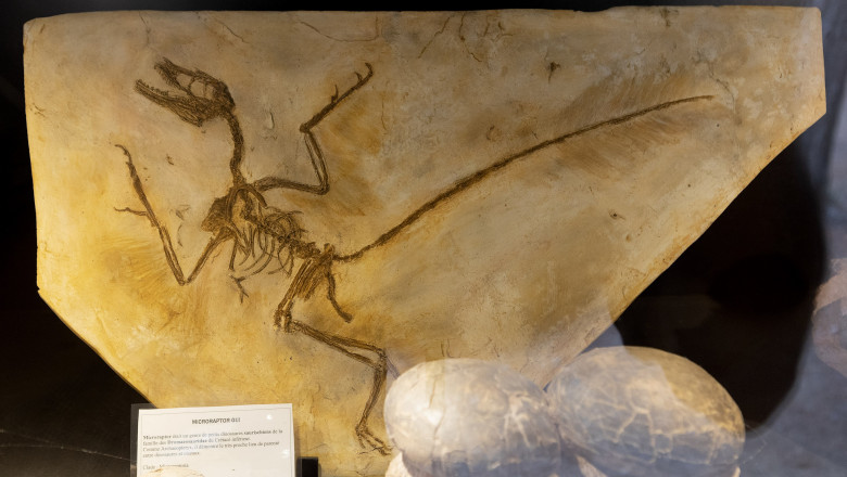 Prima dovada a unui mamifer mancat de un dinozaur. „Rudele noastre stravechi au constituit o masa pentru dinozaurii flamanzi” Imagine