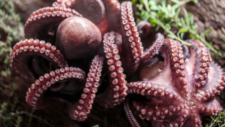 Prima ferma de caracatite din lume: Animalele care simt durerea ar urma sa fie tinute in acvarii si omorate cu apa inghetata (BBC) Imagine