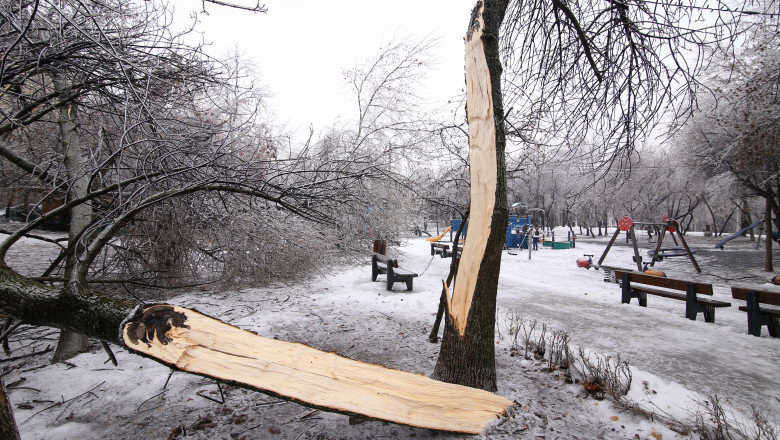 Prima ninsoare in Bucuresti. Copaci doborati de vantul puternic, mai multe masini au fost avariate Imagine