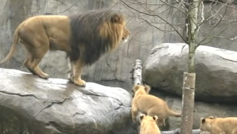 Prima plimbare in familie. Un leu de la gradina zoologica din Oregon a iesit prima data cu puii sai Imagine