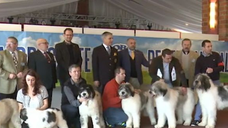Prima rasa canina romaneasca, omologata de specialisti Imagine