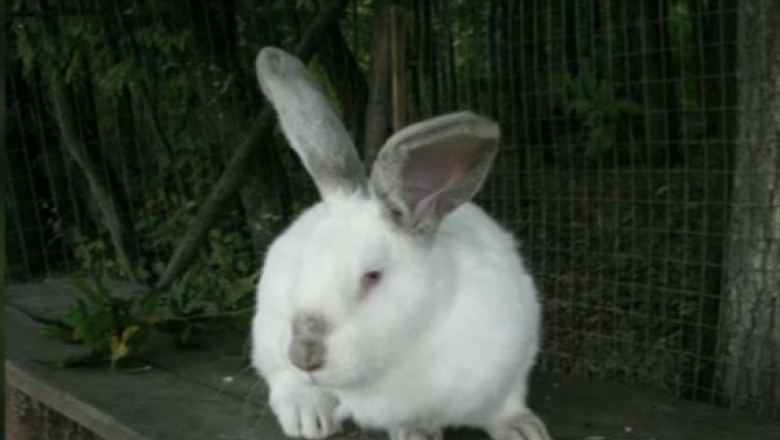 Prima rasa romaneasca de iepure, in curs de omologare: Uriasul de Transilvania Imagine