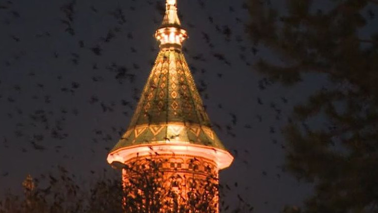 Primaria a trecut la atac impotriva stolurilor negre care au pus stapanire pe centrul Timisoarei. Aparatul anticiori nu a avut efectul scontat, anunta primarul Imagine