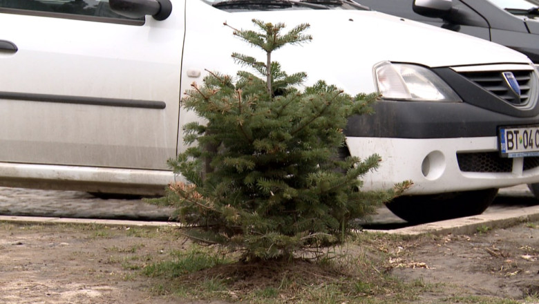 Primaria Botosani ofera copaci cadou pentru nunti, botezuri si majorat Imagine