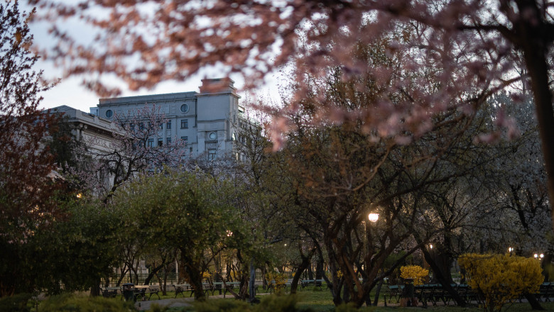Primaria Bucurestiului vrea sa foloseasca lumini stroboscopice si artificii pentru a alunga ciorile din Parcul Cismigiu Imagine