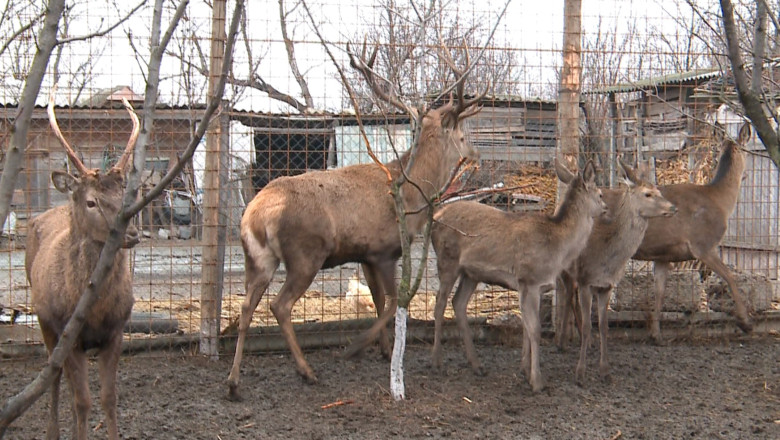 Primaria Iasi considera animalele tinute in cusca o investitie in Iasiul cultural  Imagine