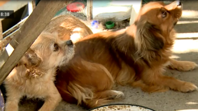 Primaria Iasi vrea sa faca portal online pentru sprijinirea adoptiei cainilor maidanezi Imagine