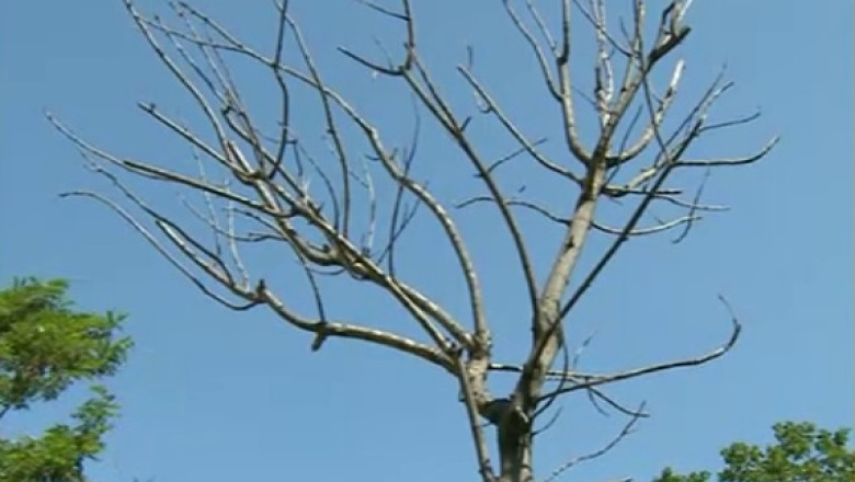 Primaria Oradea cere garantie pentru copaci Imagine