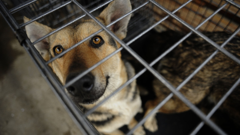Primaria Sectorului 1 a majorat amenzile pentru cei care adopta caini si ii lasa in strada Imagine
