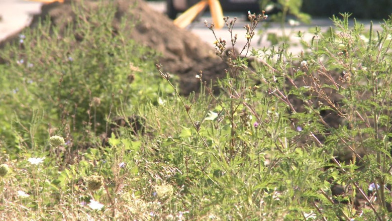 Primaria Timisoara, razboi cu... Ambrosia. Temuta buruiana a invadat mai multe zone din oras Imagine