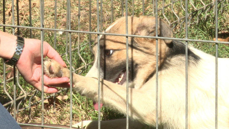 Primaria Timisoara verifica detinatorii de animale de companie. Ce acte cere echipa de control Imagine