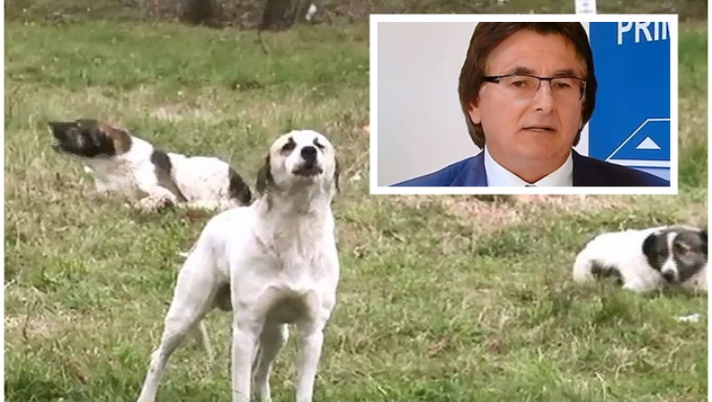 Primarul Timisoarei, Nicolae Robu: continuam sterilizarea cainilor din gospodarii. Va trebui sa aplicam Legea eutanasierii Imagine