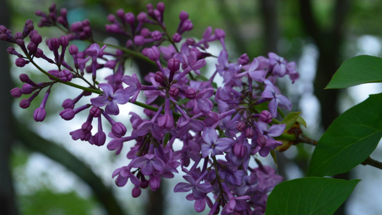 Primavara calda si ploioasa. Prognoza METEO pentru lunile martie - mai Imagine