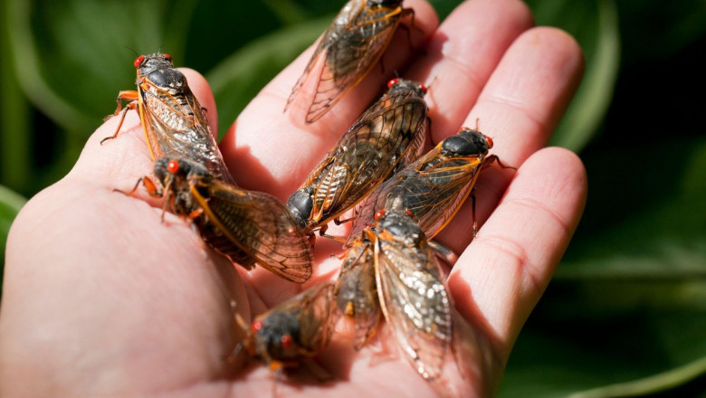 Primavara va aduce o dubla aparitie a cicadelor in SUA: Un spectacol natural unic dupa 200 de ani Imagine