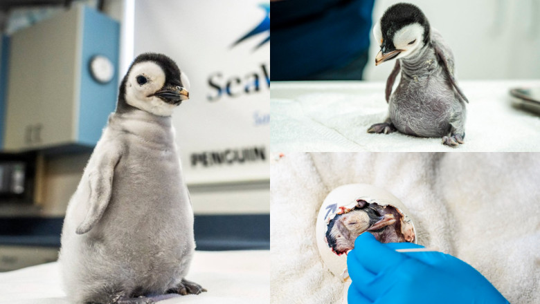 Primele imagini cu puiul de pinguin imperial care a venit pe lume pentru prima data dupa 13 ani intr-un zoo din California Imagine