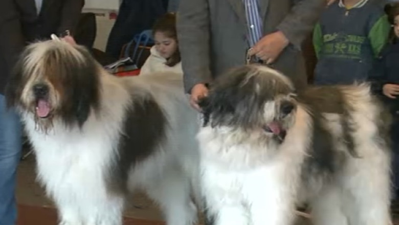 Primele rase de caini romanesti, omologate dupa 10 ani de eforturi Imagine