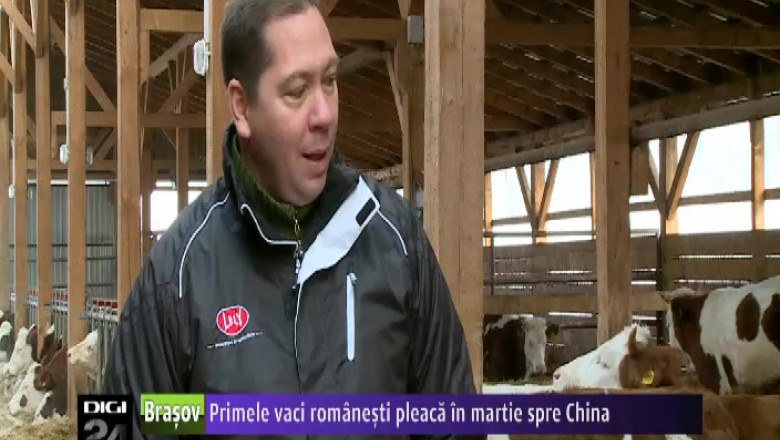 Primele vaci romanesti pleaca in martie spre China Imagine